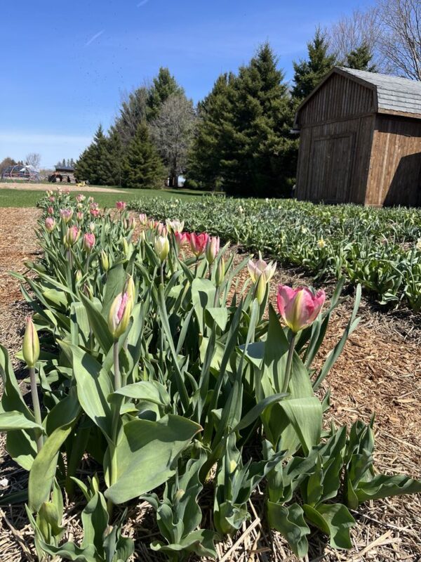 Autocueillette de tulipes JEUDI 8 MAI AM