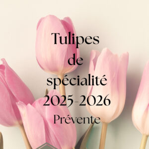 Tulipes de spécialité 10 pour 15$