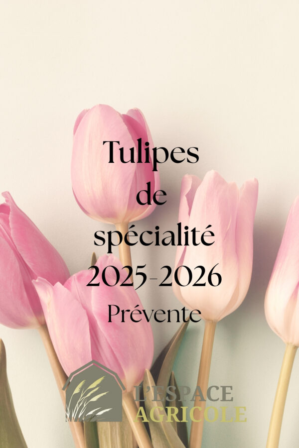 Tulipes de spécialité 10 pour 15$