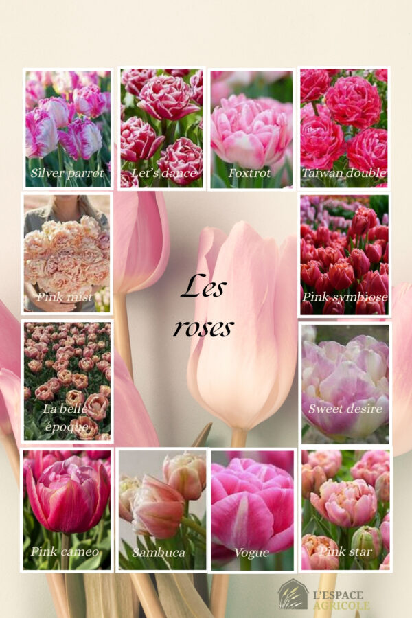 Tulipes de spécialité 10 pour 15$ - Image 3