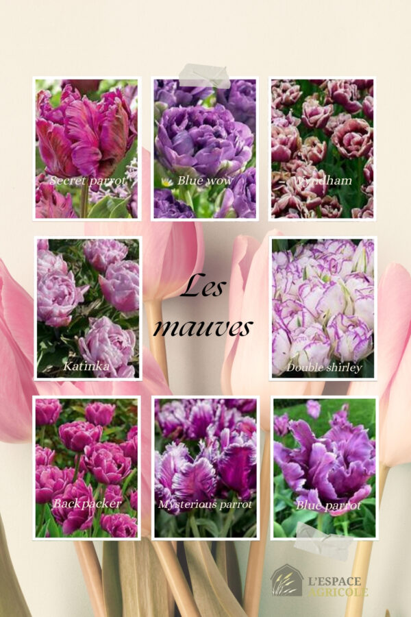 Tulipes de spécialité 10 pour 15$ - Image 4