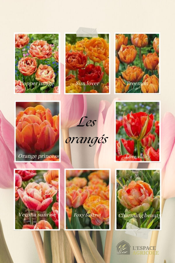 Tulipes de spécialité 10 pour 15$ - Image 5