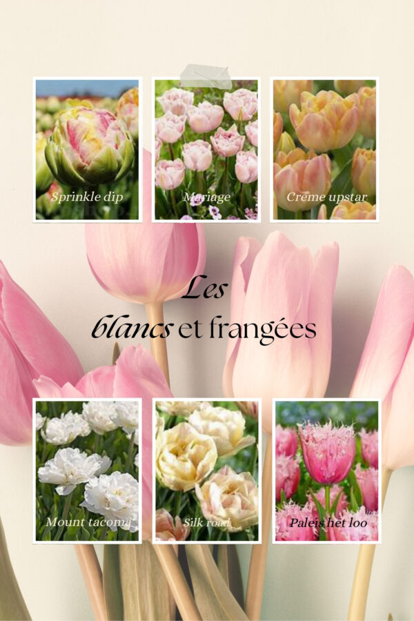 Tulipes de spécialité 10 pour 15$ - Image 6