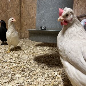 Poule