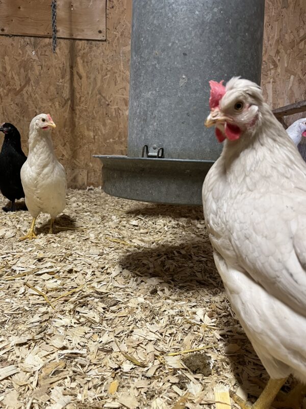 Poule