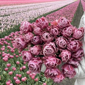 Tulipes de spécialité 10 pour 20$