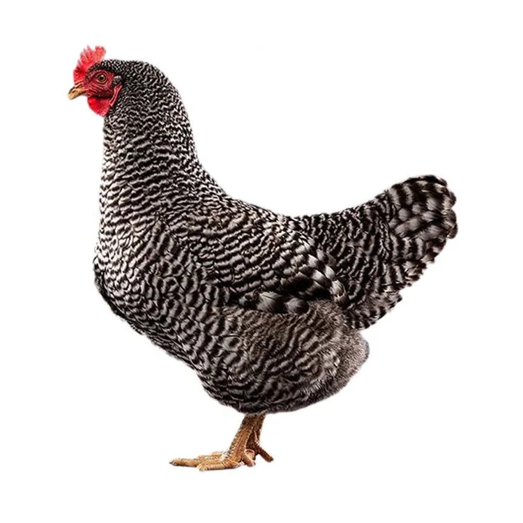 Poule plymouth rock