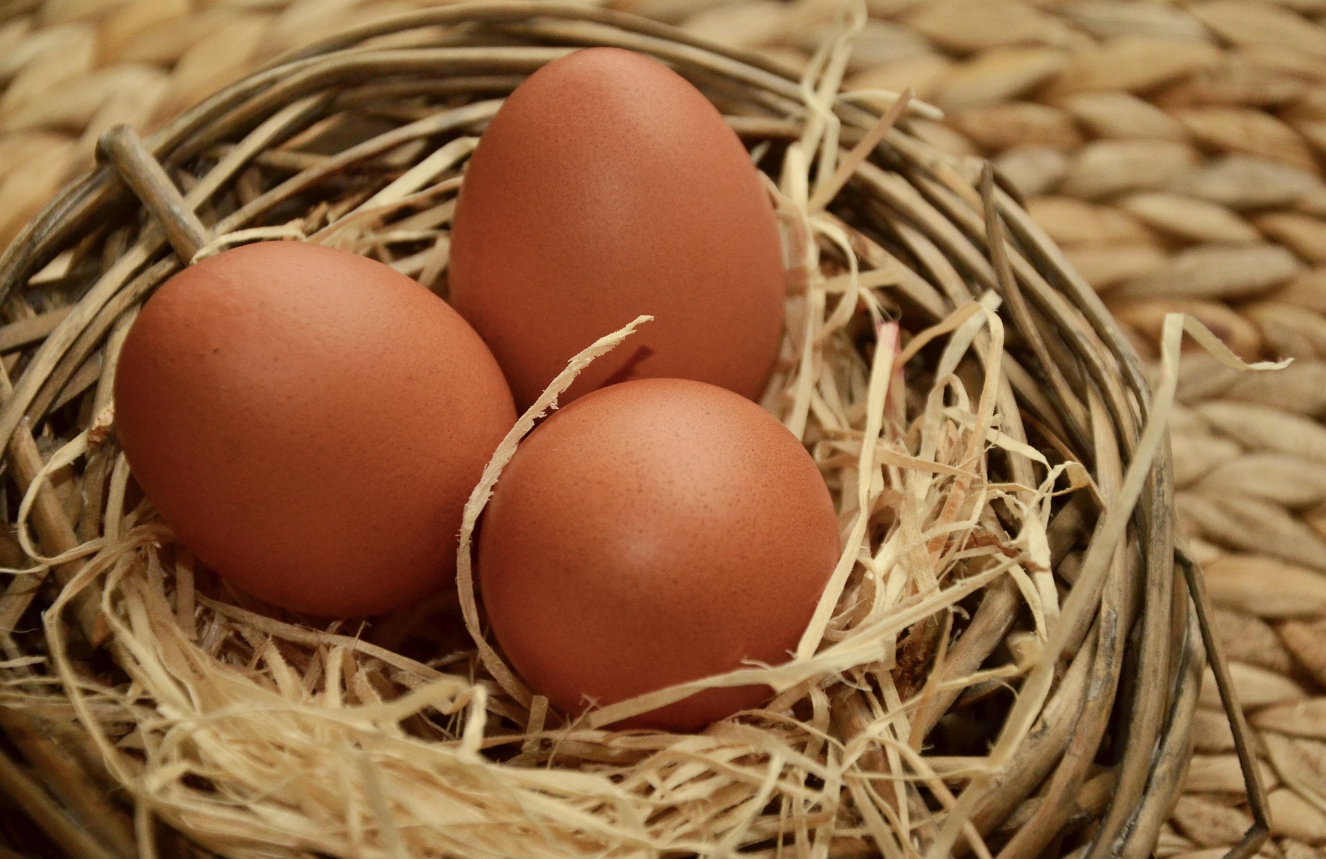 Poule plymouth rock – Image 2