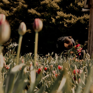 Autocueillette de tulipes