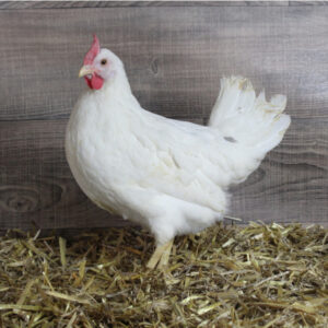Poule azur