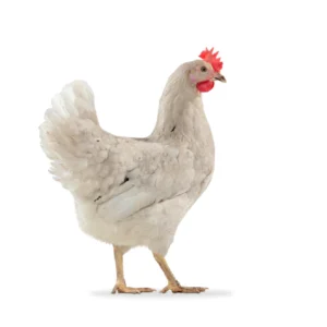 Poule Olive Egger 30 mai
