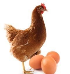 Poule rousse 30 mai