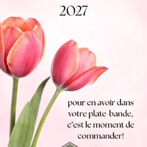 Bulbes de tulipes de spécialité 2027