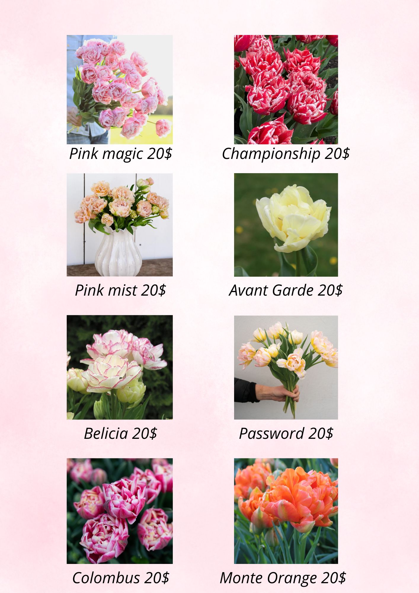 Bulbes de tulipes de spécialité 2027 – Image 2
