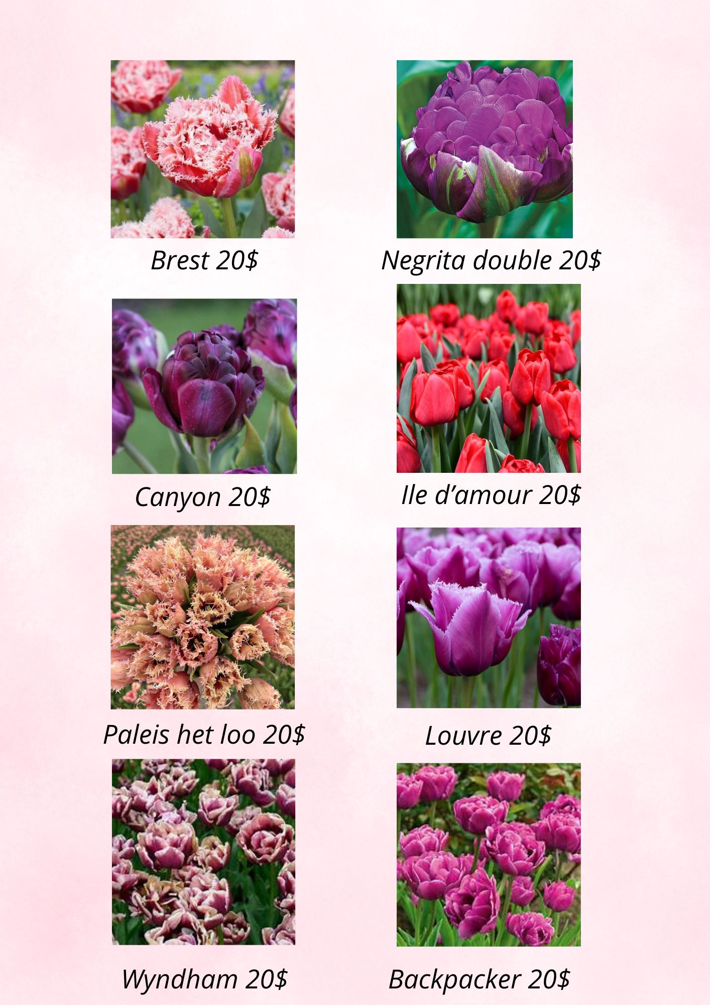Bulbes de tulipes de spécialité 2027 – Image 5