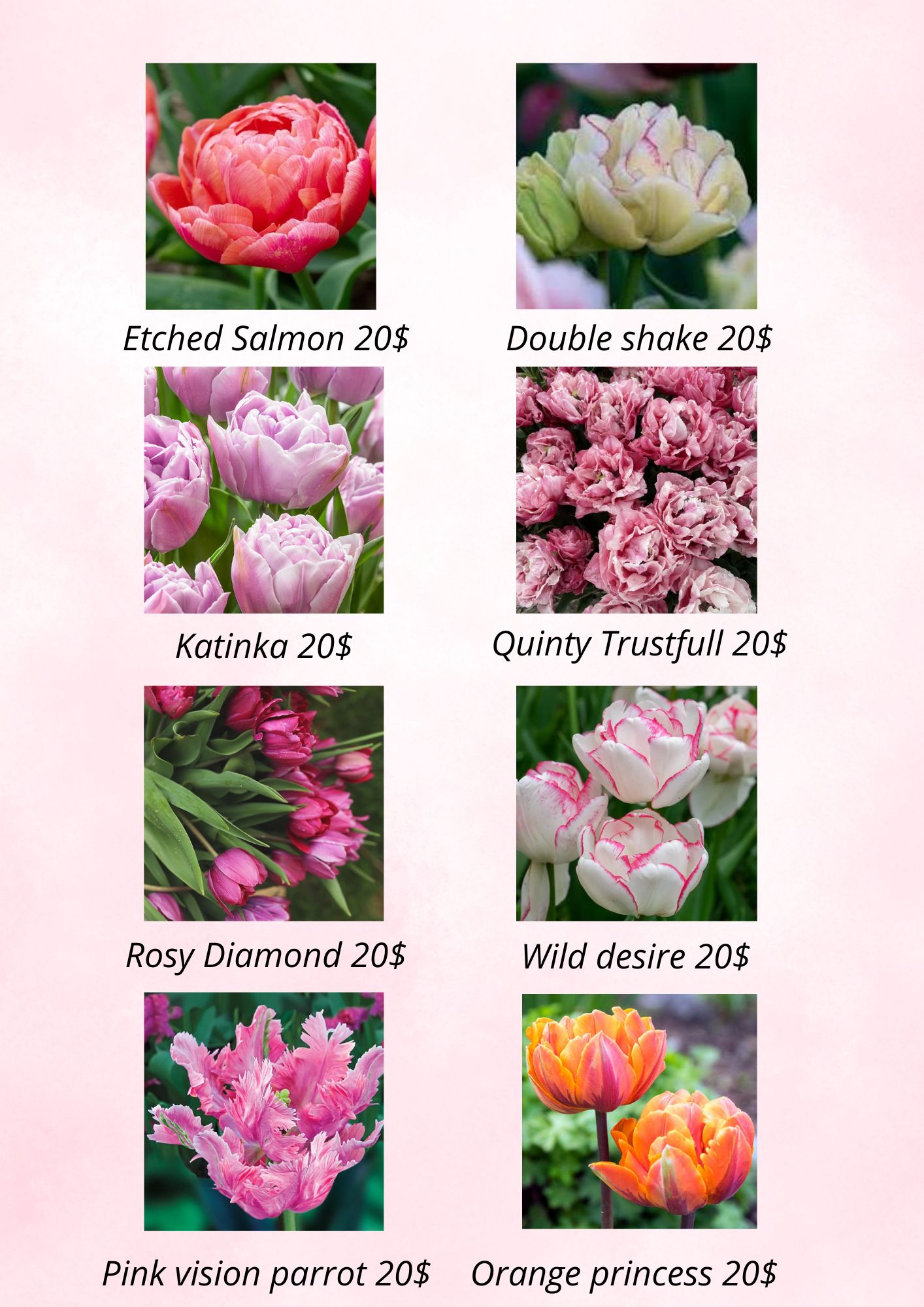 Bulbes de tulipes de spécialité 2027 – Image 4